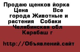 Продаю щенков йорка › Цена ­ 10 000 - Все города Животные и растения » Собаки   . Челябинская обл.,Карабаш г.